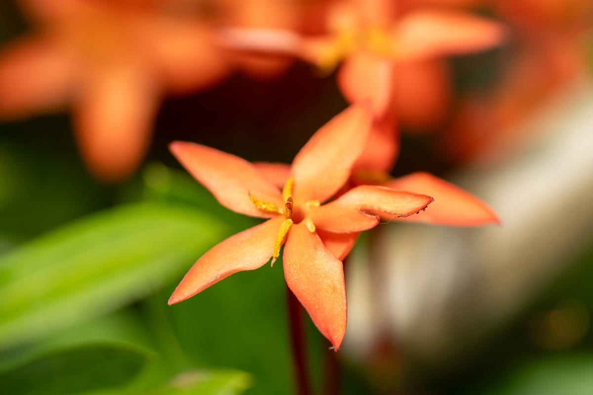 Garden flowers